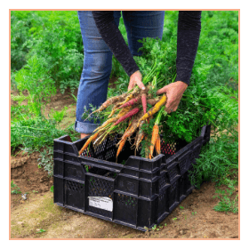 A person reaching in a black crate grabbing carrots